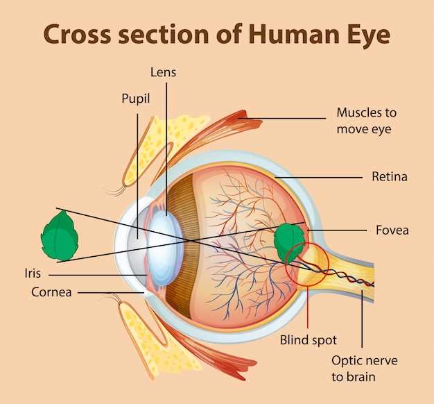 Ингибиторы карбоангидразы: эффект глазных капель при глаукоме