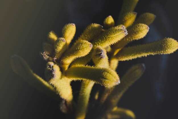 Морские водоросли: полезные свойства и польза для здоровья