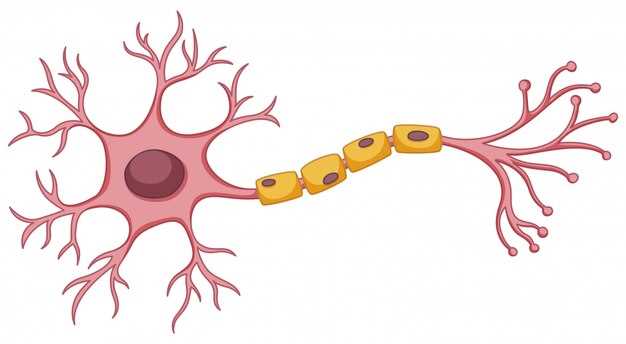 Строение нервной системы и его роль в организме
