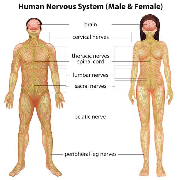 Структура периферической нервной системы и ее составляющие